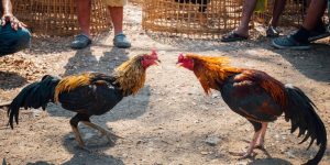Giới thiệu đôi nét về đá gà đòn Thomo